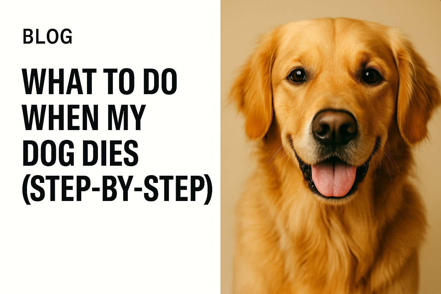 What To Do When My Dog Dies | Step-by-Step Guide (UK) - My Pet Farewell