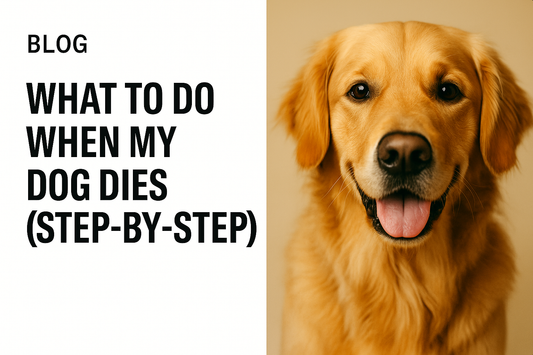 What To Do When My Dog Dies (Guide)