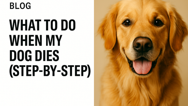 What To Do When My Dog Dies (Guide)