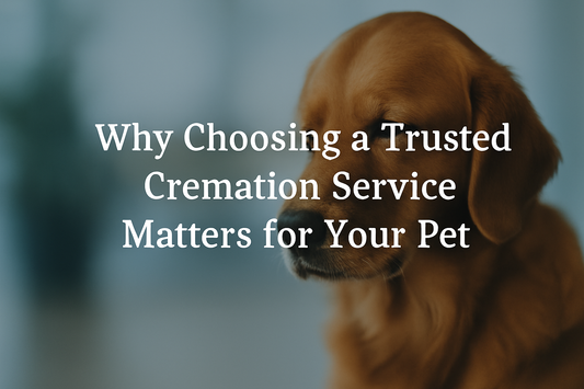 Why Choosing a Trusted Cremation Service Matters for Your Pet