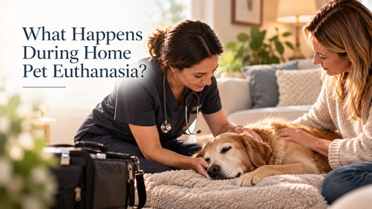 What Happens During Home Pet Euthanasia?